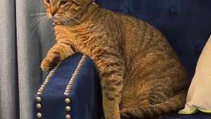 Lost Pet: Louie