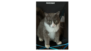 Lost Pet: Bandit