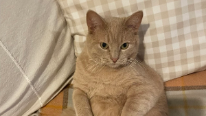 Lost Pet: Leo