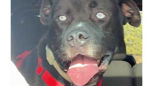 Lost Pet: Panther 25-052