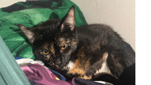 Lost Pet: Bagel