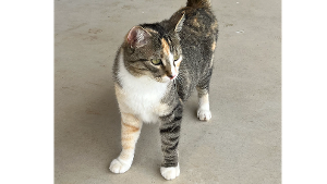 Lost Pet: Siouxsie