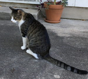 Lost Pet: Tom