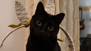 Lost Pet: Raven