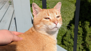 Lost Pet: Sprinkles