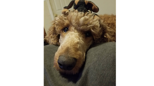 Lost Pet: Rufus