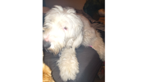 Lost Pet: Dottie