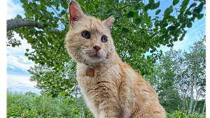 Lost Pet: Bruce
