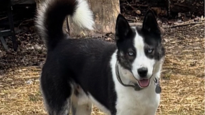 Lost Pet: Zeke