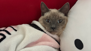 Lost Pet: Suede