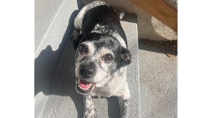Lost Pet: Sadie May