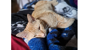 Lost Pet: Spoon