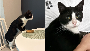 Lost Pet: Chifle