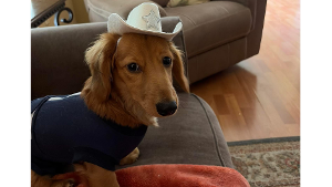 Lost Pet: Cowboy