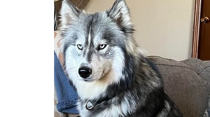 Lost Pet: Piper