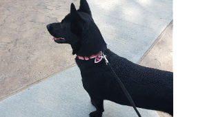 Lost Pet: Pepper