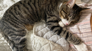 Lost Pet: CHEEKS