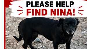 Lost Pet: Nina