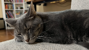 Lost Pet: Theo