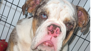 Lost Pet: Rocky