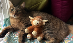 Lost Pet: Waffles