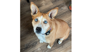 Lost Pet: Tiva