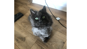 Lost Pet: Wookie