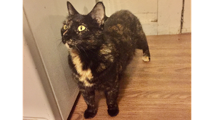Lost Pet: Layla