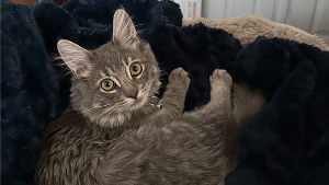 Lost Pet: Lil Smokey