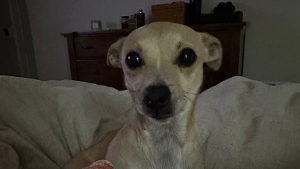 Lost Pet: Suki