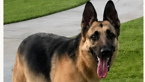 Lost Pet: Sassy