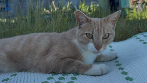 Lost Pet: Blaze 981020053509016
