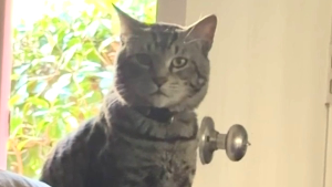 Lost Pet: Max V