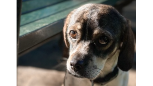 Lost Pet: Donny