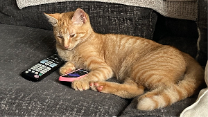 Lost Pet: Tangerine Bron-DaBaby Williams