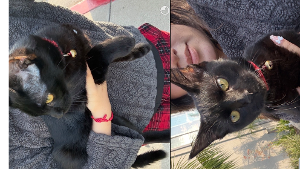 Lost Pet: Coco