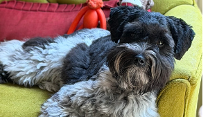 Lost Pet: Scout