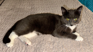 Lost Pet: Smoky