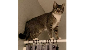 Lost Pet: Kat