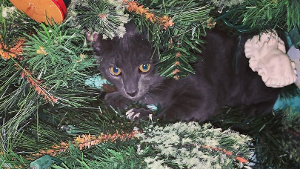 Lost Pet: Speedy, a.k.a. Speedy Claws Downer