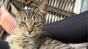 Lost Pet: Peanut