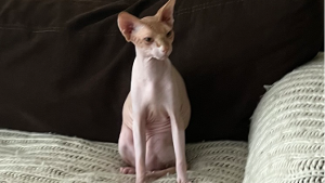 Lost Pet: Bones