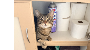 Lost Pet: STUD MUFFIN