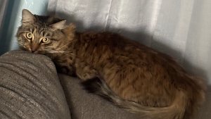 Lost Pet: Tiki