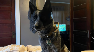 Lost Pet: Daisy