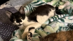 Lost Pet: Pantera