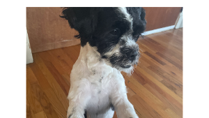 Lost Pet: Onyx