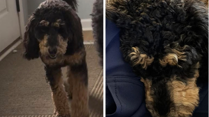 Lost Pet: Maple