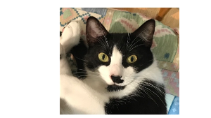Lost Pet: Pollux Robinson