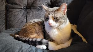 Lost Pet: Eskil